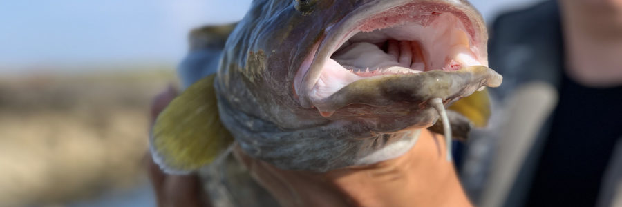 Sea Fishing in one of Norway’s best fishing grounds